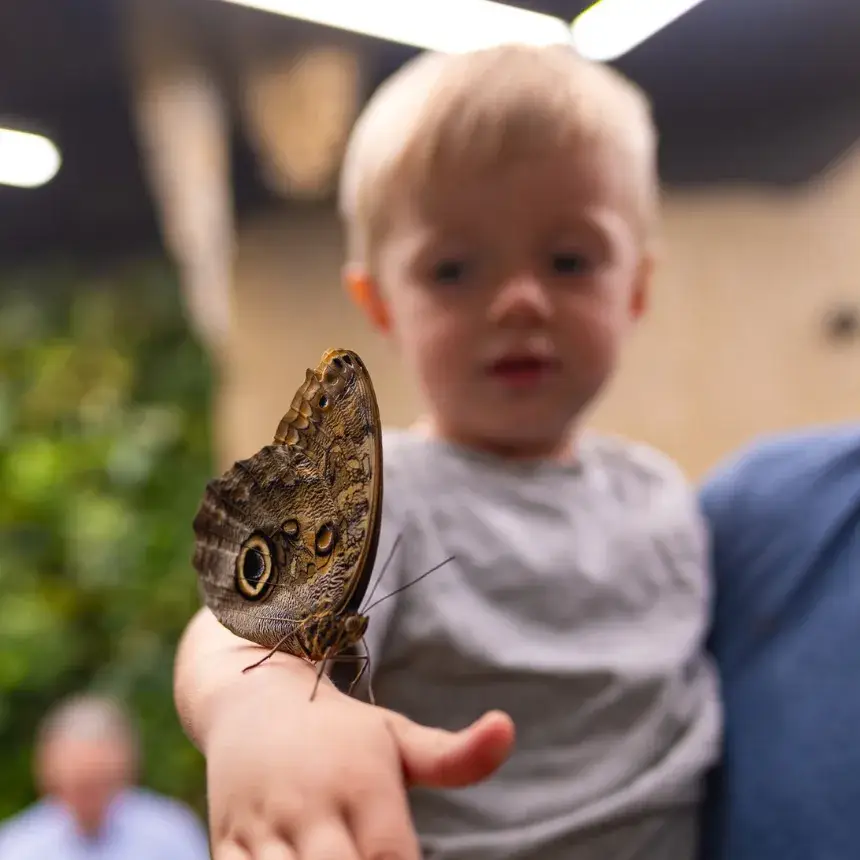 Egy mesebeli élmény! – Belépő a Papilonia Lepkevilágba (Gyermek/Diák/Nyugdíjas)