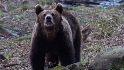 Medveles a Hargita lábánál - Testközelből a Kárpátok királya! 1