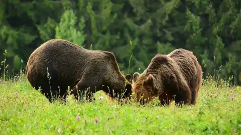 Medveles Tusnádfürdőn - Kihagyhatatlan élmény a vadon rajongóinak! 3