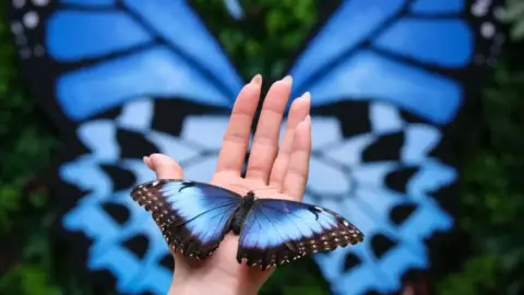 Egy mesebeli élmény! – Belépő a Papilonia Lepkevilágba (Gyermek/Diák/Nyugdíjas) 1