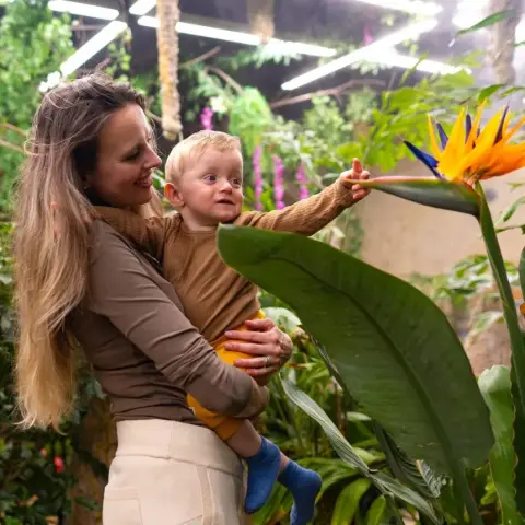 Pillangók birodalma! – Családi belépő a Papilonia Lepkevilágba