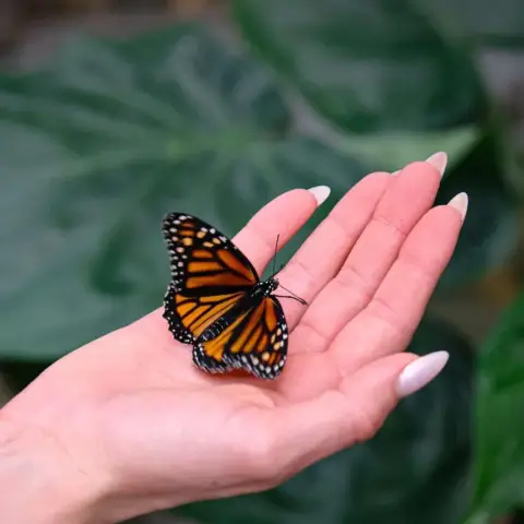 Pillangóles Anyuval! – Felnőtt-gyermek páros belépő a Papilonia Lepkevilágba
