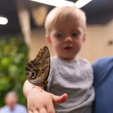 Egy mesebeli élmény! – Belépő a Papilonia Lepkevilágba (Gyermek/Diák/Nyugdíjas)