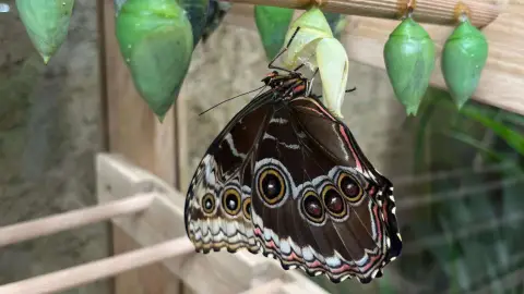 Egy mesebeli élmény! – Belépő a Papilonia Lepkevilágba (Gyermek/Diák/Nyugdíjas) 3