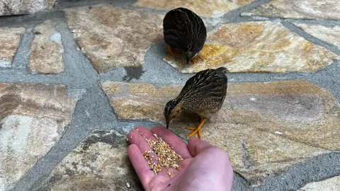 Egy mesebeli élmény! – Belépő a Papilonia Lepkevilágba (Gyermek/Diák/Nyugdíjas) 4