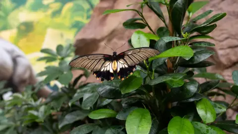 Egy mesebeli élmény! – Belépő a Papilonia Lepkevilágba (Gyermek/Diák/Nyugdíjas) 11