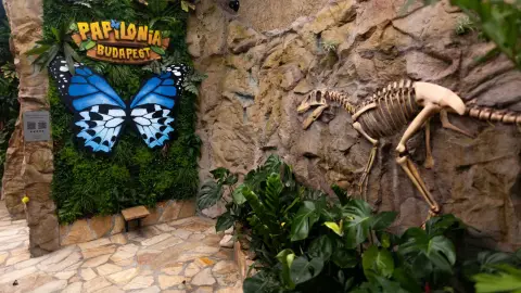 Egy mesebeli élmény! – Belépő a Papilonia Lepkevilágba (Gyermek/Diák/Nyugdíjas) 13