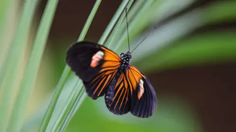 Egy mesebeli élmény! – Belépő a Papilonia Lepkevilágba (Gyermek/Diák/Nyugdíjas) 16