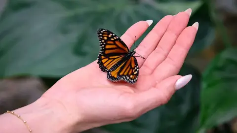 Egy mesebeli élmény! – Belépő a Papilonia Lepkevilágba (Gyermek/Diák/Nyugdíjas) 18