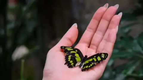 Egy mesebeli élmény! – Belépő a Papilonia Lepkevilágba (Gyermek/Diák/Nyugdíjas) 19