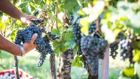 5 tételes borkóstoló a Lajver Borbirtokon 8