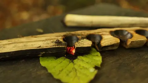 Tűzgyújtás kurzus Modern és Hagyományőrző módszerekkel a Bakony erdeiben / Családi erdei kaland a Bakonyban