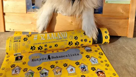 BLÖKI-A kutyás bakancslista kdevenceddel-akár csak a poszter 7