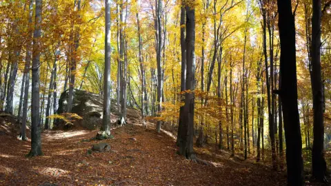 Romantikus Szikla piknik Dobogókőn 2