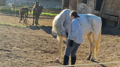 Kezdő osztálylovaglás Biatorbágyon a Dream Team Lovardában 3