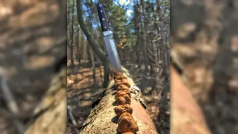 Családos Szarvasgomba vadászat kutyákkal ajándék csomaggal 4