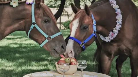 Romantikus Lovas piknik a Dunakanyarban 3