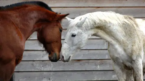 Romantikus Lovas piknik a Dunakanyarban 2