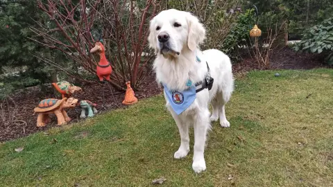 V.I.P.élménykutyázás hivatalos terápiás kutyákkal Budán